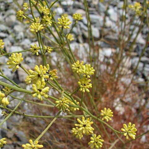 Stirlingia simplex unspecified picture