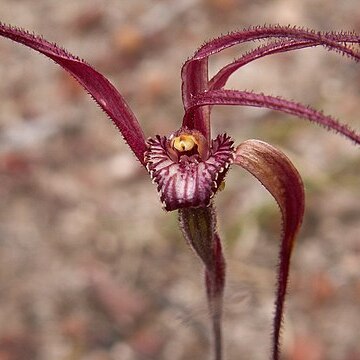 Caladenia chapmanii unspecified picture