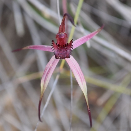 Caladenia grampiana unspecified picture