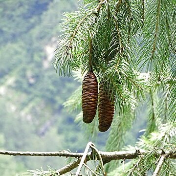 Picea smithiana unspecified picture