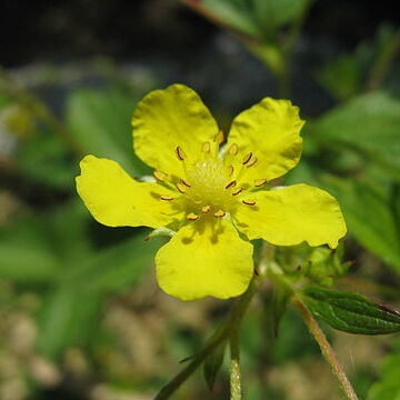 Potentilla dickinsii unspecified picture