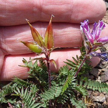 Oxytropis anertii unspecified picture