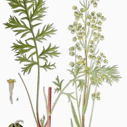 Artemisia oelandica unspecified picture