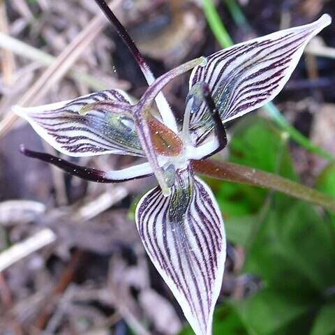 Scoliopus unspecified picture