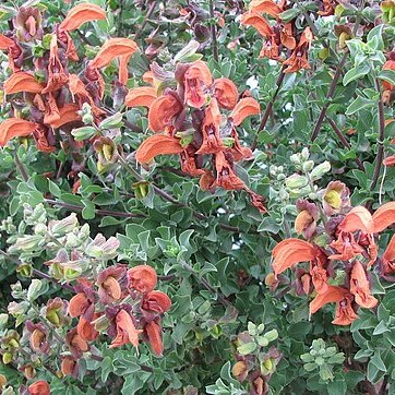 Salvia africana-lutea unspecified picture