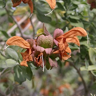 Salvia aurea unspecified picture