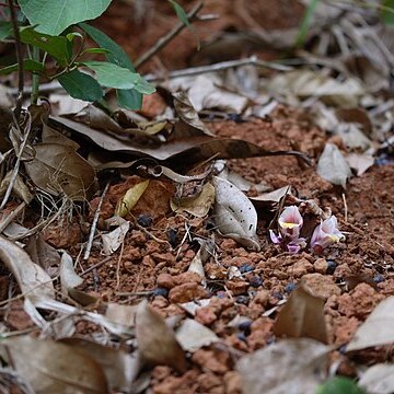 Curcuma inodora unspecified picture