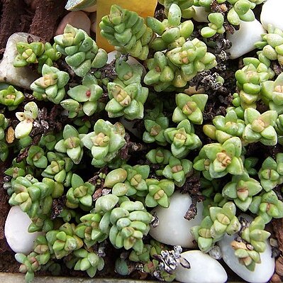 Crassula sericea unspecified picture