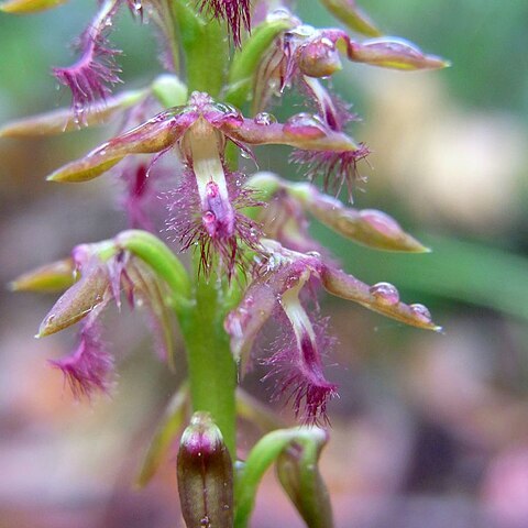 Genoplesium fimbriatum unspecified picture