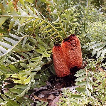 Banksia blechnifolia unspecified picture