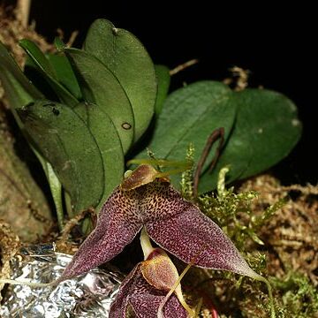 Masdevallia decumana unspecified picture