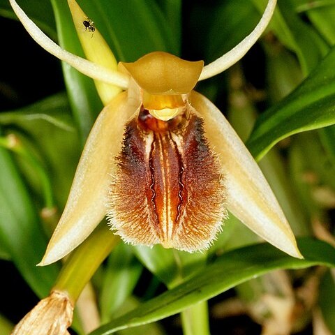 Coelogyne ovalis unspecified picture