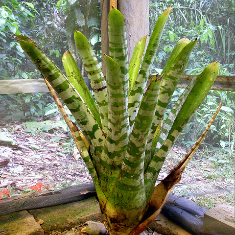 Aechmea zebrina unspecified picture