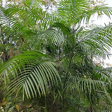 Calamus tenuis unspecified picture