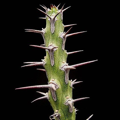 Euphorbia galgalana unspecified picture