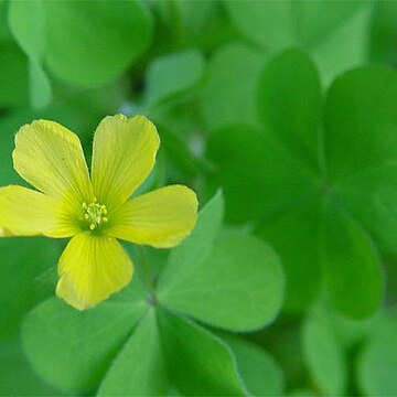 Oxalis albicans unspecified picture