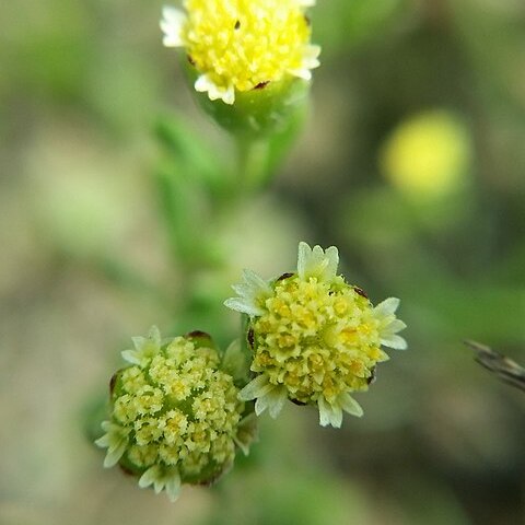 Hymenoxys texana unspecified picture