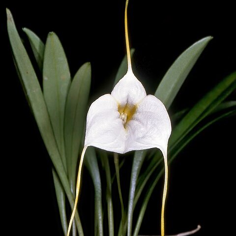 Masdevallia datura unspecified picture