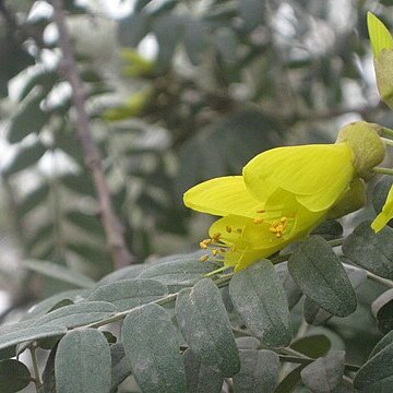 Sophora unspecified picture