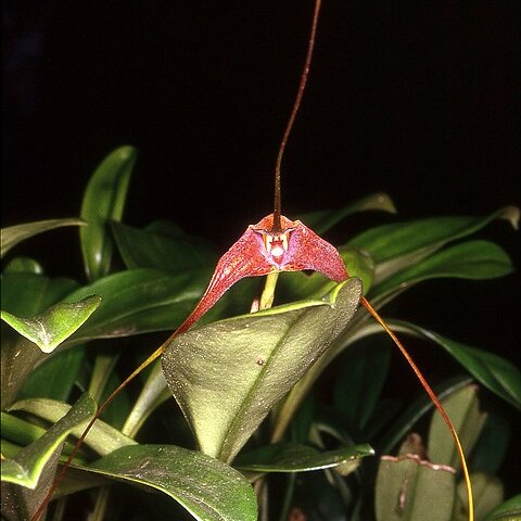 Masdevallia macropus unspecified picture