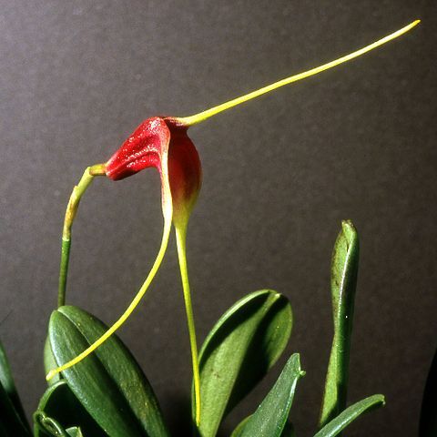 Masdevallia calura unspecified picture