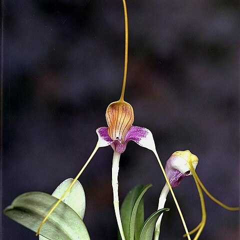 Masdevallia caudata unspecified picture