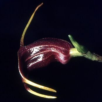 Masdevallia collina unspecified picture