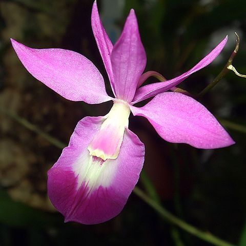 Barkeria scandens unspecified picture