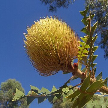 Banksia baxteri unspecified picture