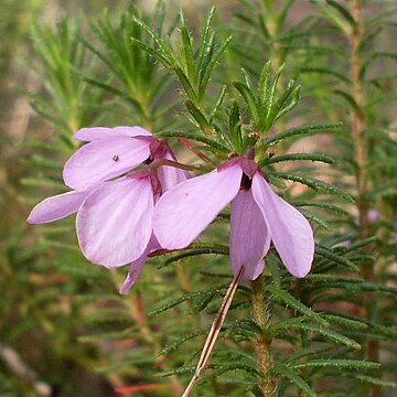 Tetratheca neglecta unspecified picture