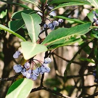 Tasmannia purpurascens unspecified picture