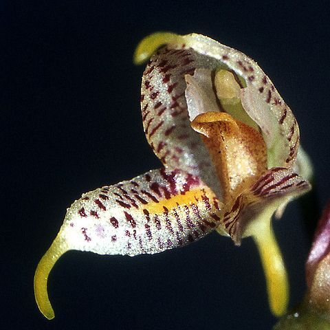 Masdevallia amanda unspecified picture