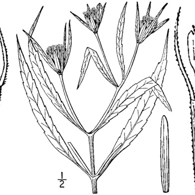 Bidens bidentoides unspecified picture