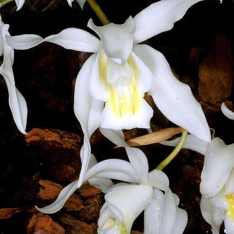 Coelogyne nervosa unspecified picture