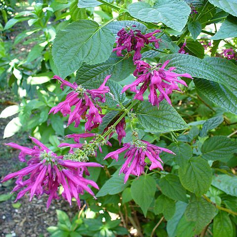 Salvia purpurea unspecified picture