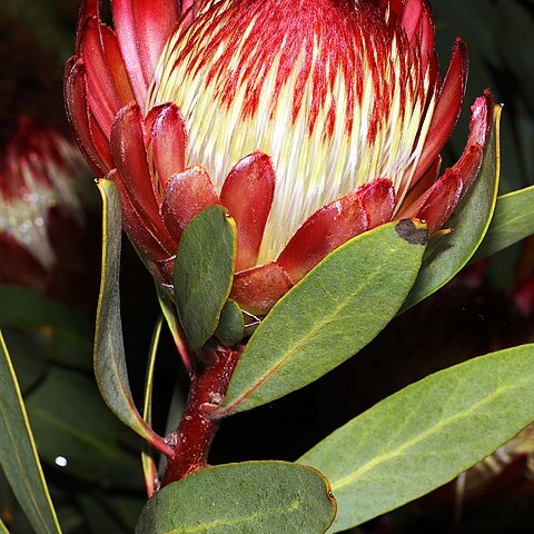 Protea glabra unspecified picture