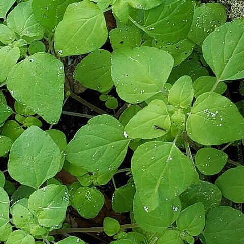 Parietaria floridana unspecified picture