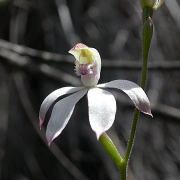 Caladenia moschata unspecified picture