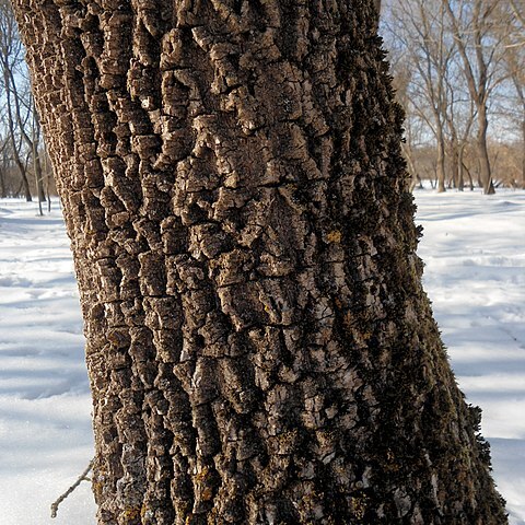 Fraxinus pallisiae unspecified picture