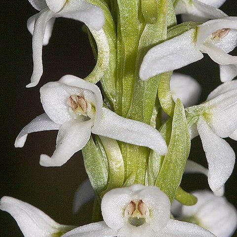 Platanthera dilatata var. dilatata unspecified picture