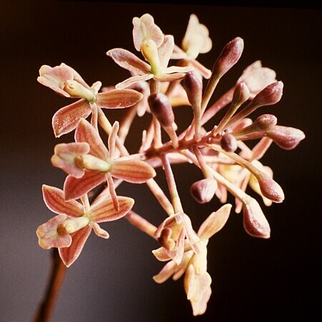 Epidendrum anceps unspecified picture