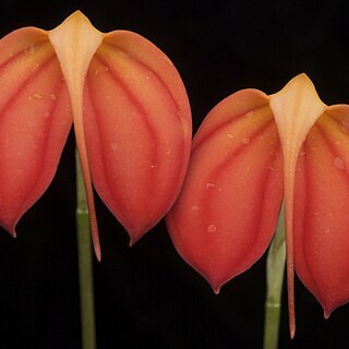 Masdevallia ignea unspecified picture