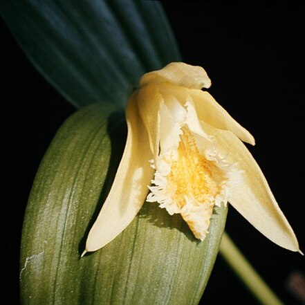 Sobralia fragrans unspecified picture