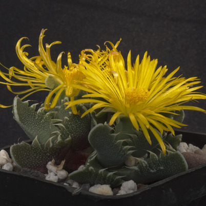 Faucaria tigrina unspecified picture