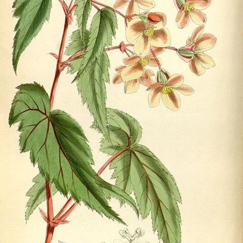 Begonia sutherlandii unspecified picture