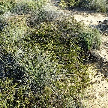 Melaleuca longistaminea unspecified picture