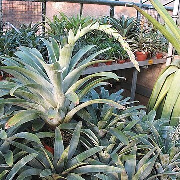 Tillandsia lymanii unspecified picture