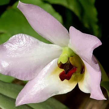 Dendrobium trantuanii unspecified picture