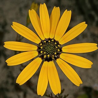 Ursinia anthemoides unspecified picture