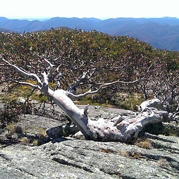 Eucalyptus pauciflora subsp. debeuzevillei unspecified picture